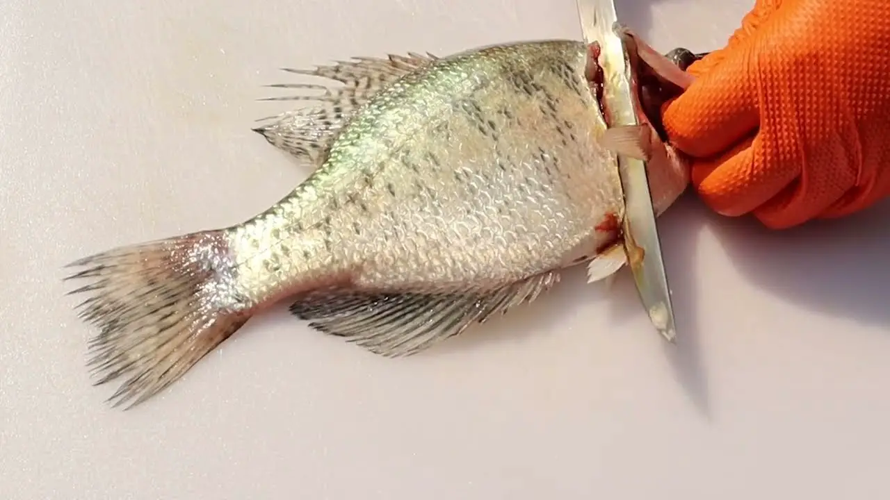 How to Fillet a Bluegill With an Electric Knife